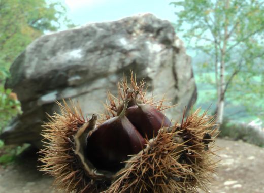 Bloc à Cesciano, Tessin - #2
