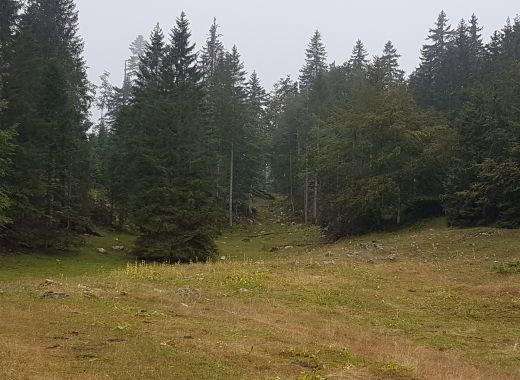Randonnée au Grammont remplacée par une marche au col du Mollendruz - #3