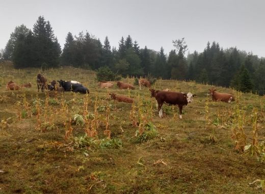 Randonnée au Grammont remplacée par une marche au col du Mollendruz - #16