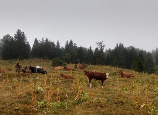 Randonnée au Grammont remplacée par une marche au col du Mollendruz - #25