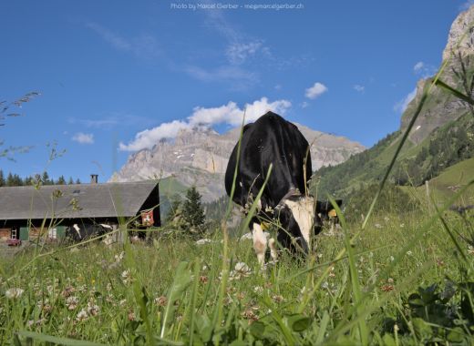 Plateau de Barme et Massongex - #18